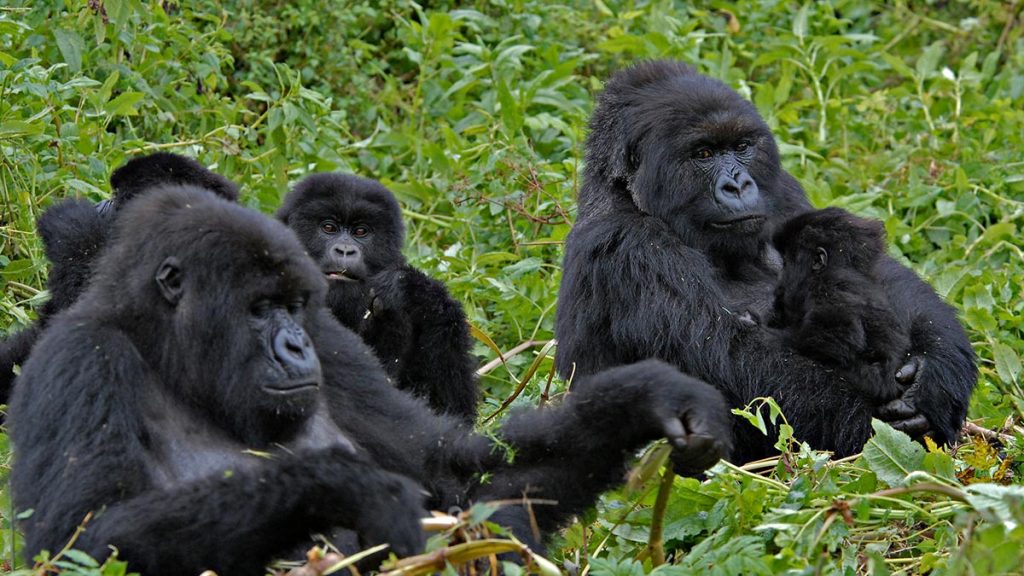 3 Days Chimpanzee Trekking Safari in Kibale